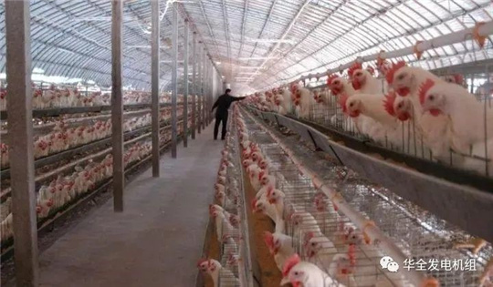 華全燃氣發電機組深受畜牧養殖業喜愛，竟是因為這！